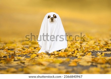 funny chihuahua dog in a ghost costume for Halloween posing on fallen autumn leaves