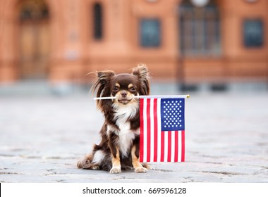 funny chihuahua dog holding American flag