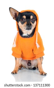 funny chihuahua dog in a hoodie