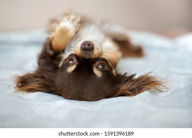 Funny Chihuahua Dog Lying Upside Down On The Bed