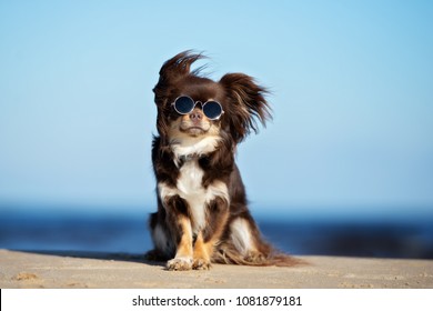 funny chihuahua dog posing on a beach in sunglasses - Shutterstock ID 1081879181