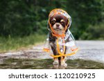 funny chihuahua dog posing in a raincoat outdoors by a puddle