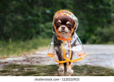 funny chihuahua dog posing in a raincoat outdoors by a puddle