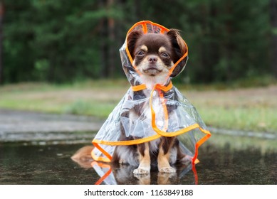 funny chihuahua dog sitting in a puddle in rain coat
