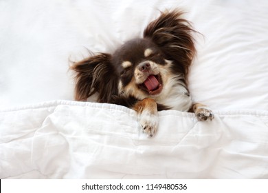 funny chihuahua dog sleeping on a pillow in bed - Powered by Shutterstock