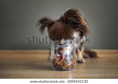 funny chihuahua dog stealing dog treats from a jar, indoors shot on the floor
