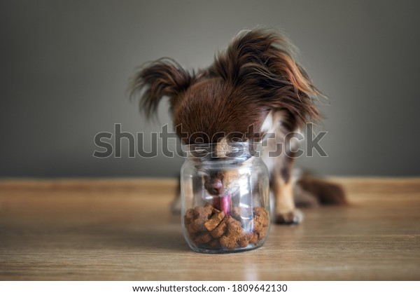 funny chihuahua dog stealing dog treats from a jar,
indoors shot on the floor