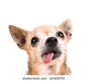 Cute Puppy Looks Sideways Welsh Corgi Stock Photo 1478700782 | Shutterstock