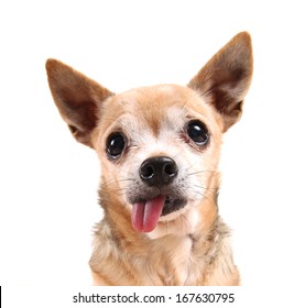 A Funny Chihuahua Face