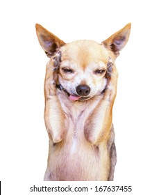 A Funny Chihuahua Face