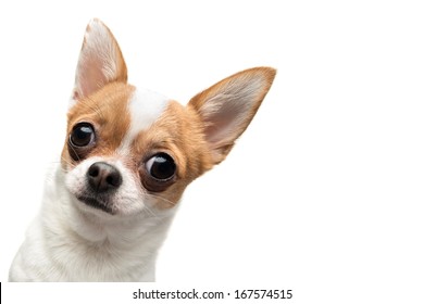 Funny Chihuahua peeping out the frame, against white background