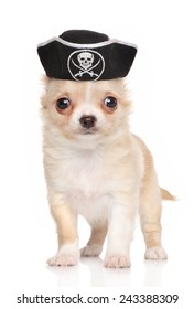 Funny Chihuahua puppy in carnival pirate hat on a white background