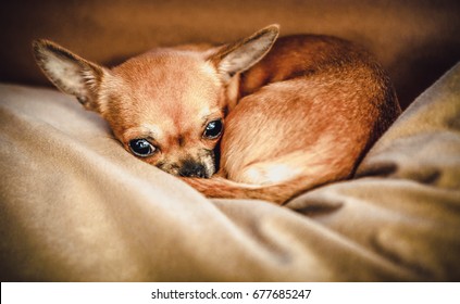 Funny Chihuahua Puppy On The Sofa