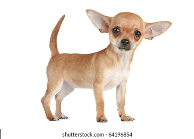 Funny Chihuahua Puppy Standing On White Background