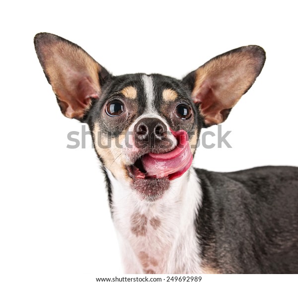 Foto Stok Funny Chihuahua Rat Terrier Mix Licking Edit Sekarang 249692989