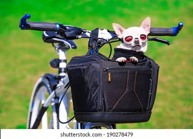 chihuahua bike basket