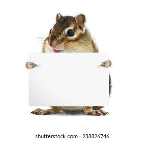 Funny chipmunk hold banner on white background