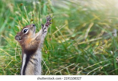 Funny Chipmunk Holding Arms Up In The Air