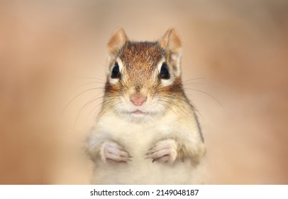 Funny Chipmunk In Nature During Autumn