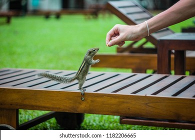 A funny chipmunk on his hind legs tries to reach the hand of a man with a nut - Shutterstock ID 1182206665