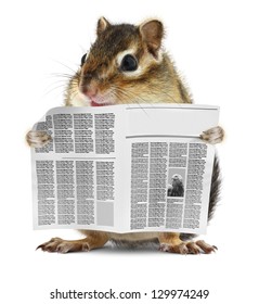 Funny Chipmunk Read Newspaper, News Concept