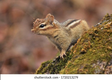 Funny Chipmunk With Sawdust On The Head