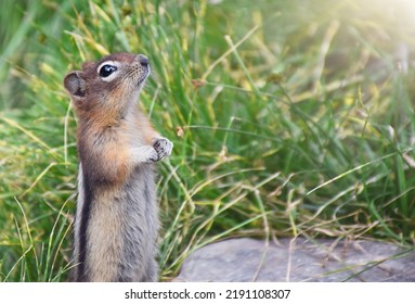 Funny Chipmunk Standing Up With Folded Paws