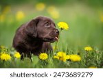 funny chocolate labrador puppy licks dandelion flower outdoors in summer