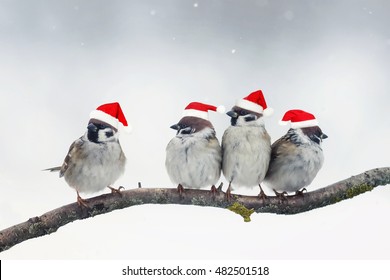 santa hats for birds