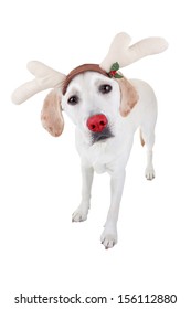 Funny Christmas Rudolph Reindeer Dog