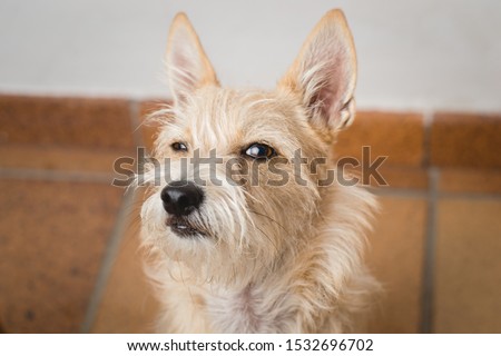Funny closeup dog ​​face. Dog with a suspicious face. Hairy dog. Mongrel dog. Funny memes.