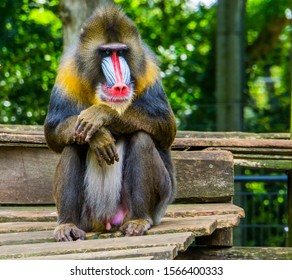 Mandrill Hd Stock Images Shutterstock