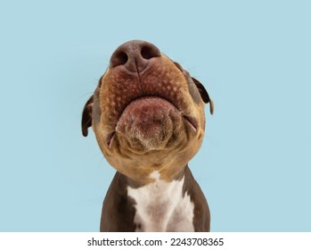 Funny close-up mixed breed American Staffordshire Terrier puppy dog nose. Isolated on blue pastel background