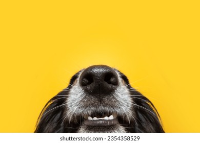 Funny close-up puppy dog nose and mouth. Isolated on yellow background - Powered by Shutterstock