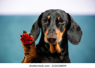 Funny And Clumsy Dachshund Dog Stepped In Red Paint, Soiling Its Nose And Paw Pad, Now Waiting For The Owner To Clean Them, Front View. Pet Wants To Leave A Footprint