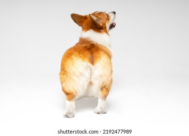 Funny clumsy Welsh corgi Pembroke or cardigan puppy stands and looks up on white background, view from the back. Furry cute buttocks of a pet looks like soft toy