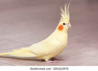 Funny Cockatiel Yellow Parrot On The Floor At Home.