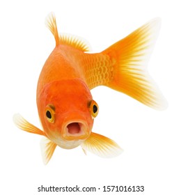 Funny Common Goldfish Isolated On White Background 