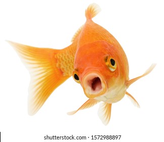 Funny Common Goldfish Isolated on White Background. Carassius Auratus.