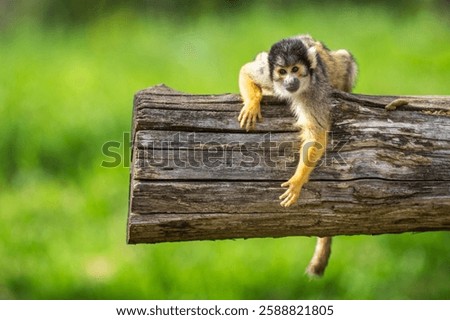 A funny common squirrel monkey playing on a piece of wood in a zoo