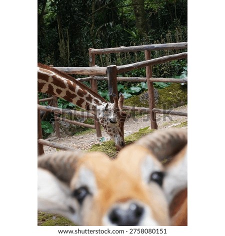 a funny composition of a blurred deer face in the foregroubd photobombing an in focus girrafe eating in the backgorund at a safari park
