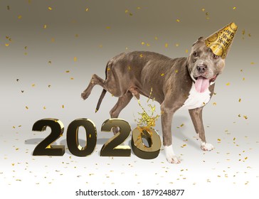 Funny Concept Photo Of Dog Saying Piss Off And Goodbye To The Year 2020 While Celebrating The New Year