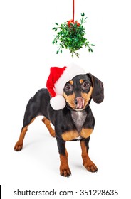 Funny Conceptual Image Of A Wiener Dog Begging For A Kiss Under A Christmas Mistletoe