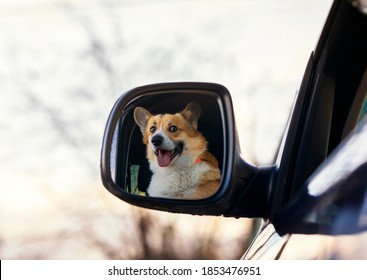 corgi in car