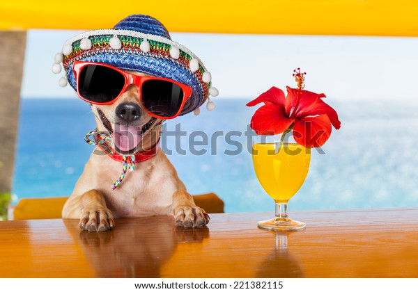 Funny Cool Chihuahua Dog Drinking Cocktails Stock Photo (Edit Now ...