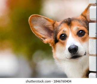 Funny Corgi Dog Peeping Outdoors