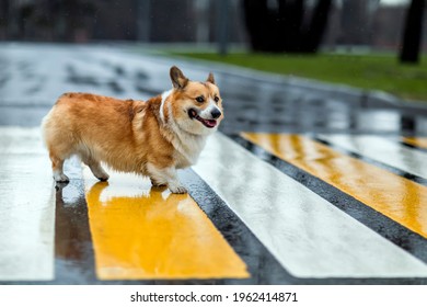 funny corgi dog puppy crossing the road at a pedestrian crossing on a rainy day and smiling