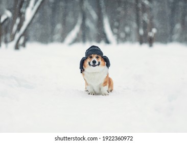 Funny A Corgi Dog Sits In A Cold Winter Park In A Warm Fur Hat With Earflaps