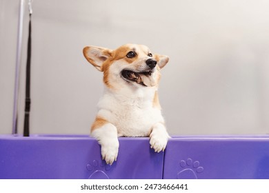 Funny corgi dog sitting at the violet bath at grooming salon interior. Grooming procedure in a veterinary clinic. Pet care concept - Powered by Shutterstock