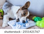 A funny corgi puppy enthusiastically plays with an interactive toy. The concept of intellectual development of puppies with the help of toys.